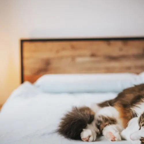 sleep medical health Sleep Disorders And Stress